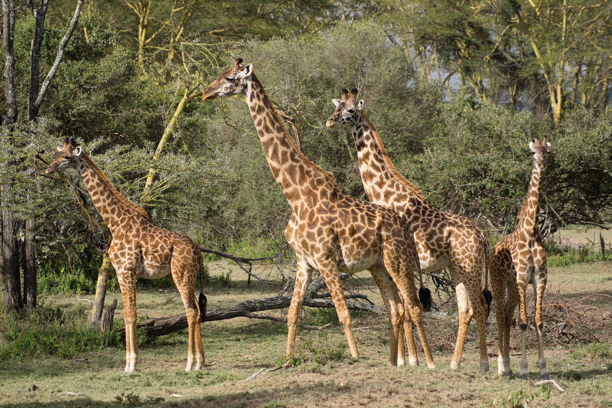 Giraffe02.jpg