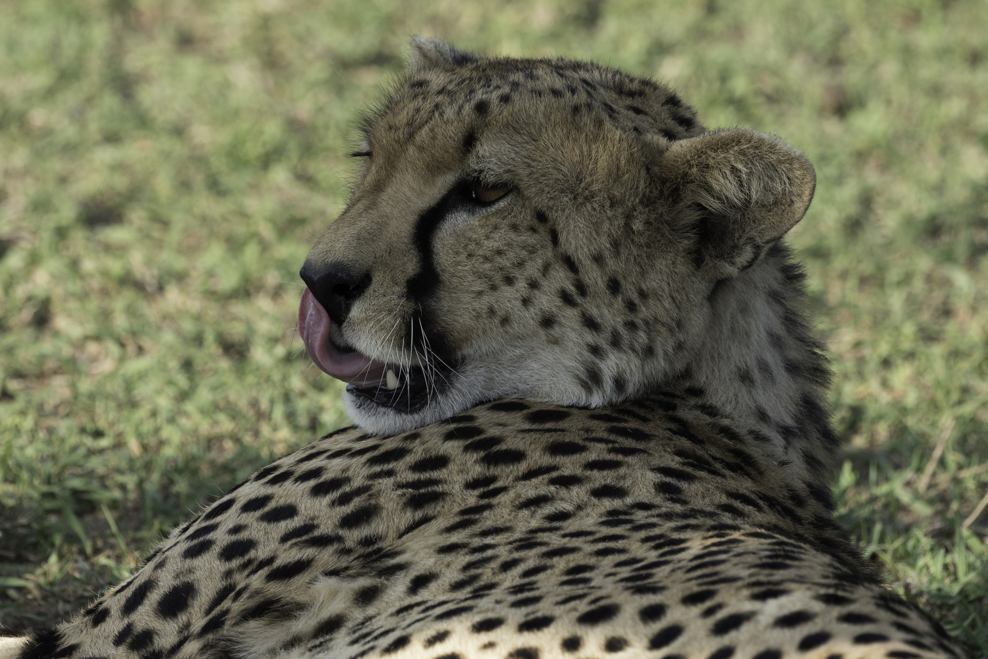 Gepard36.jpg