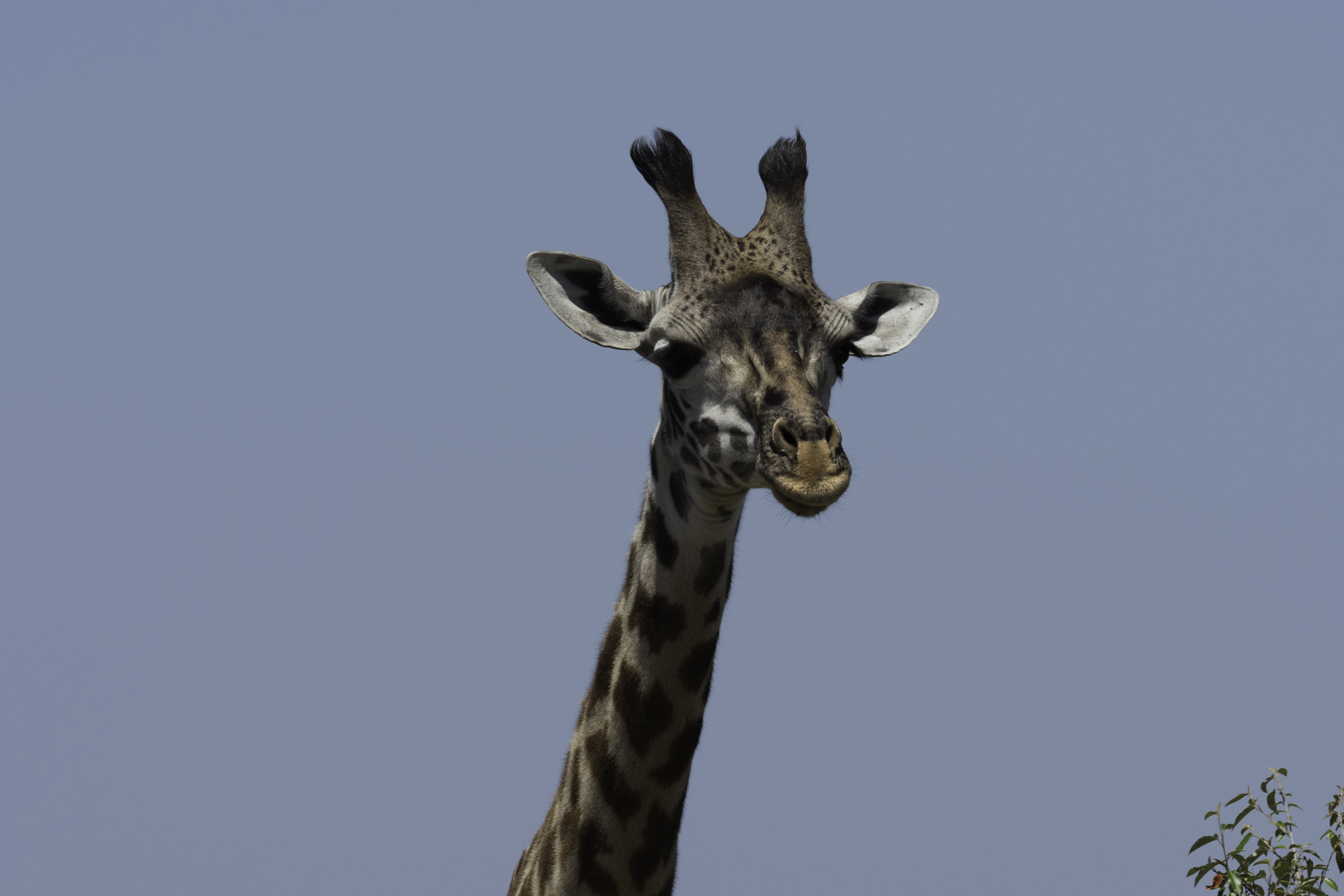Giraffe03.jpg