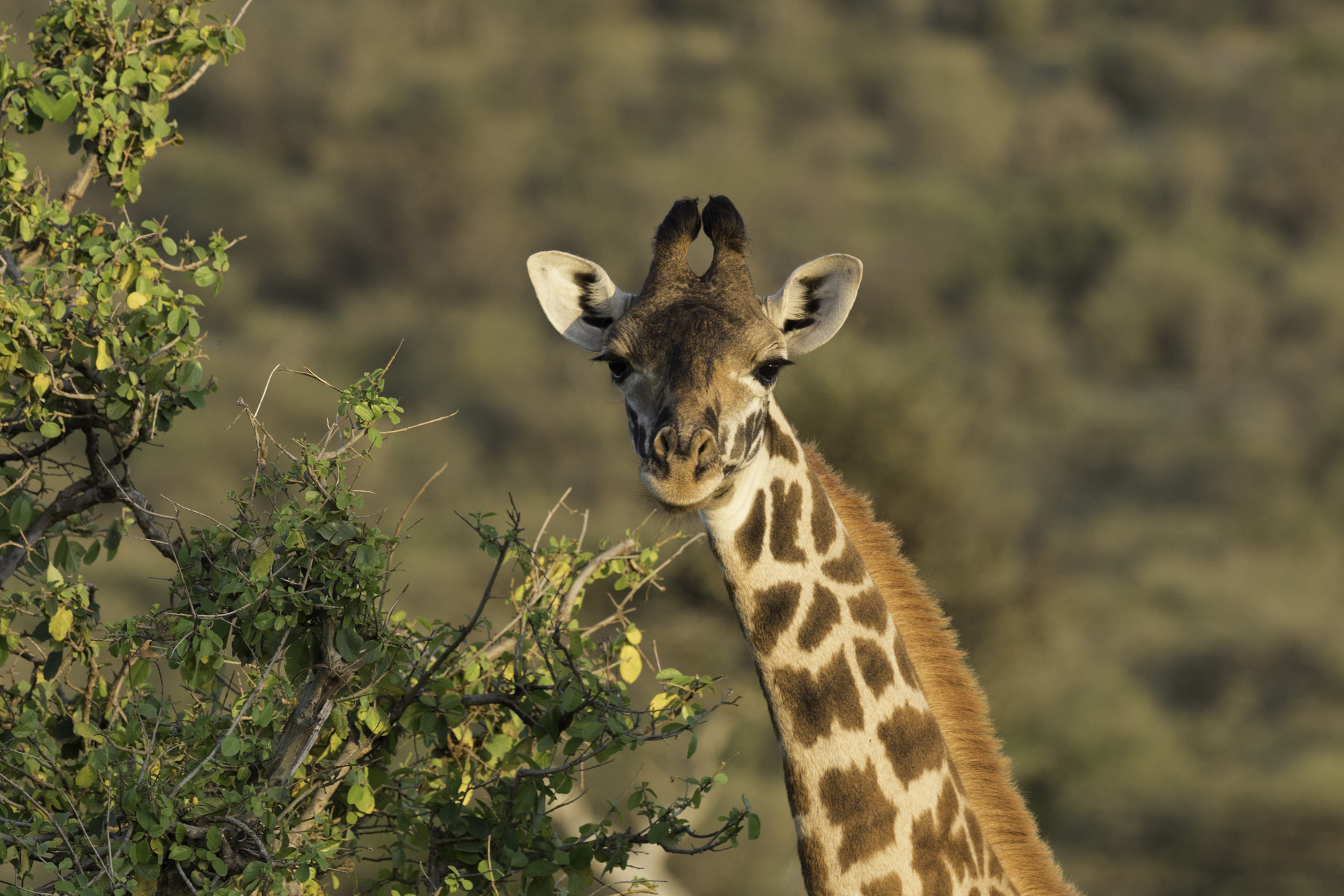 Giraffe06.jpg