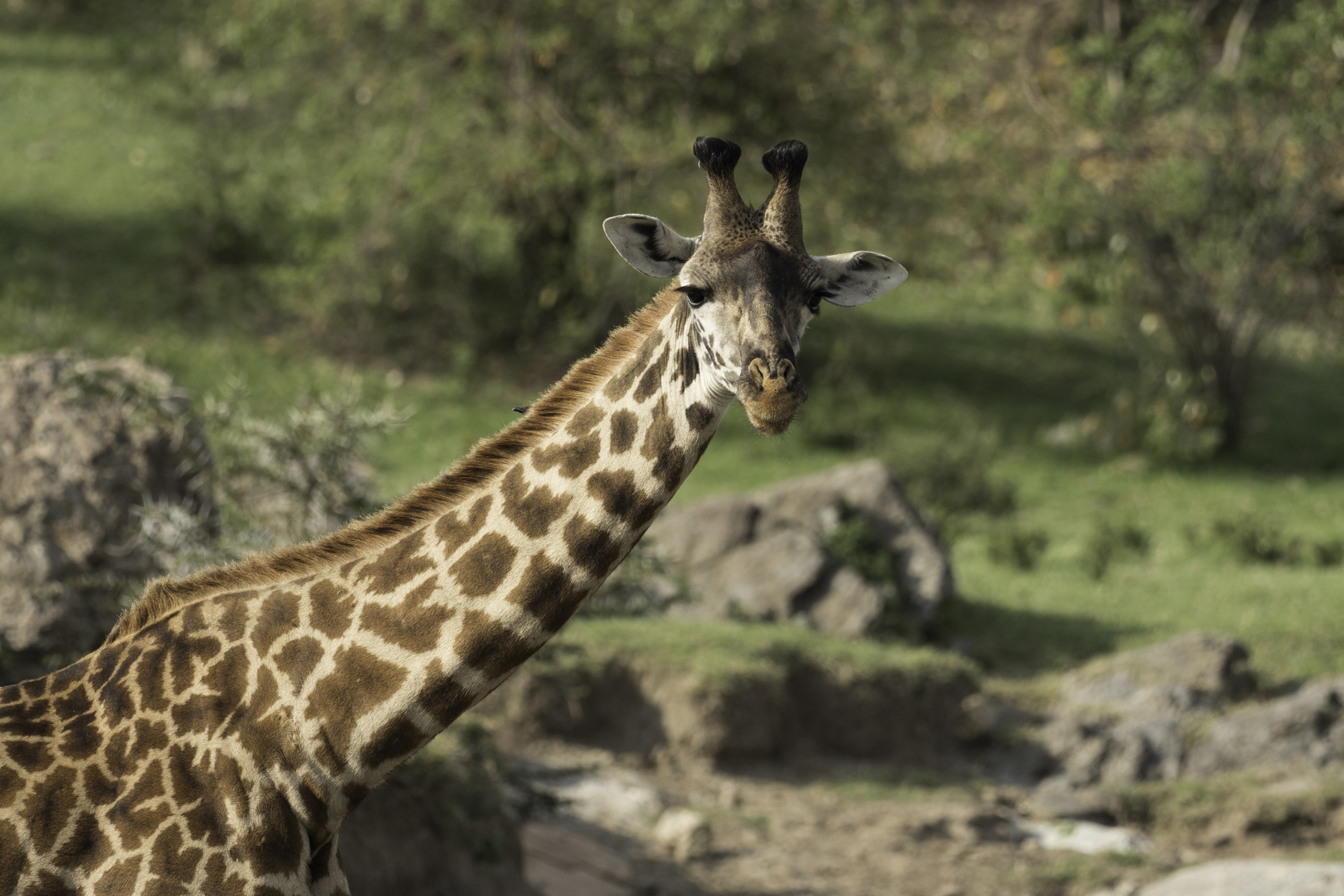 Giraffe07.jpg