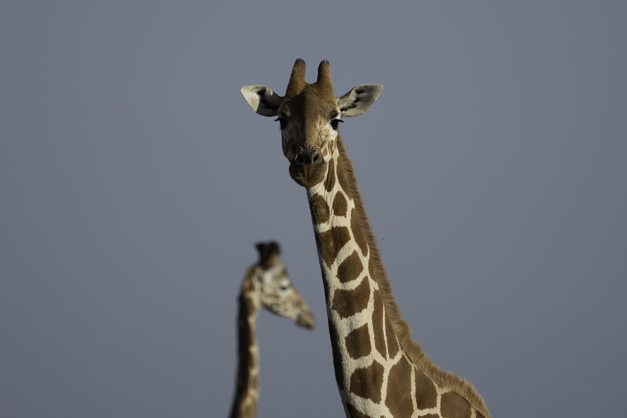 Giraffe13L.jpg