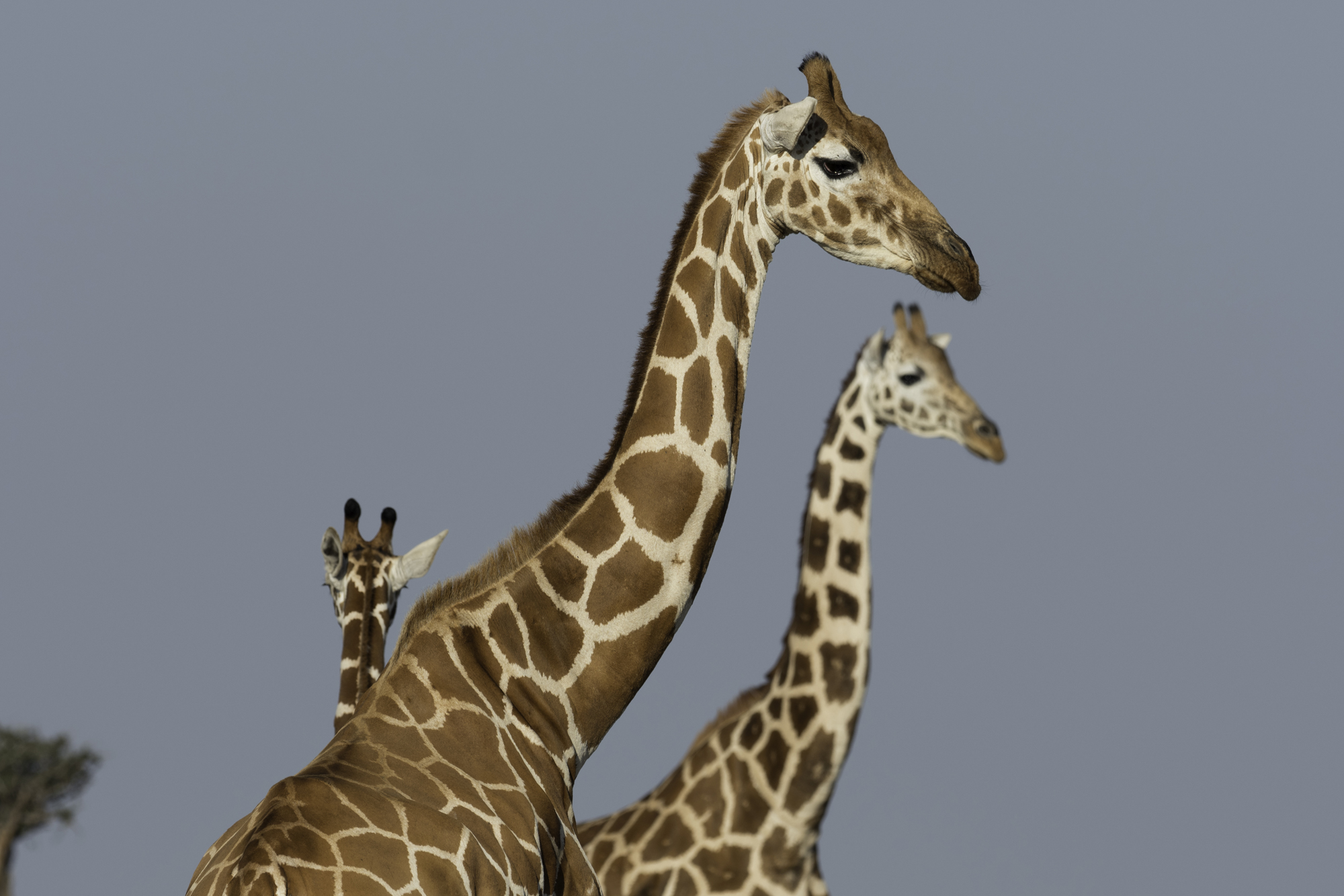 Giraffe15L.jpg