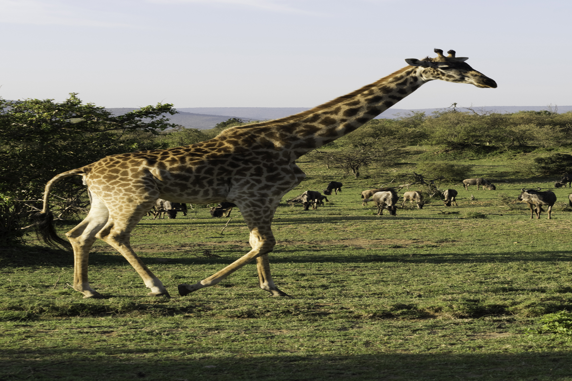 GiraffeZ02.jpg