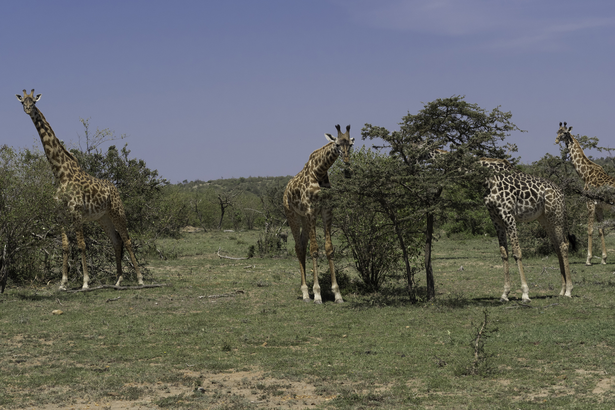 GiraffeZ06.jpg
