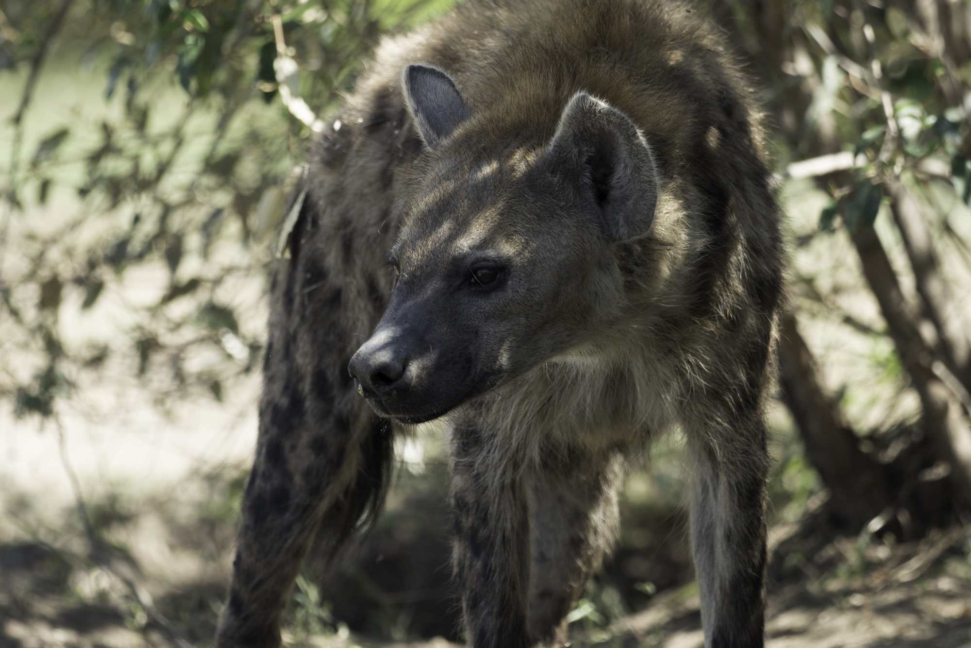 Hyena02.jpg