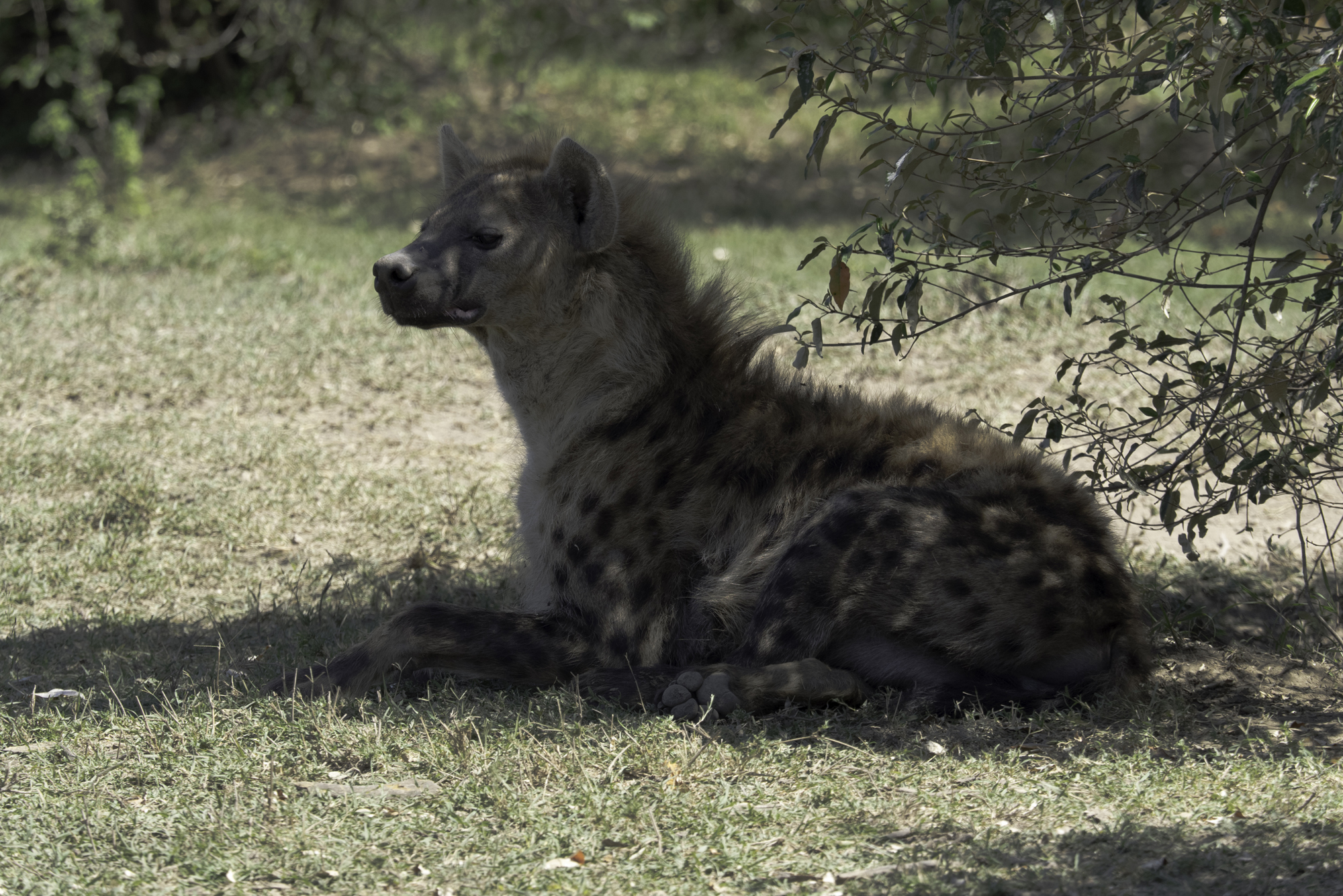 HyenaZ01.jpg