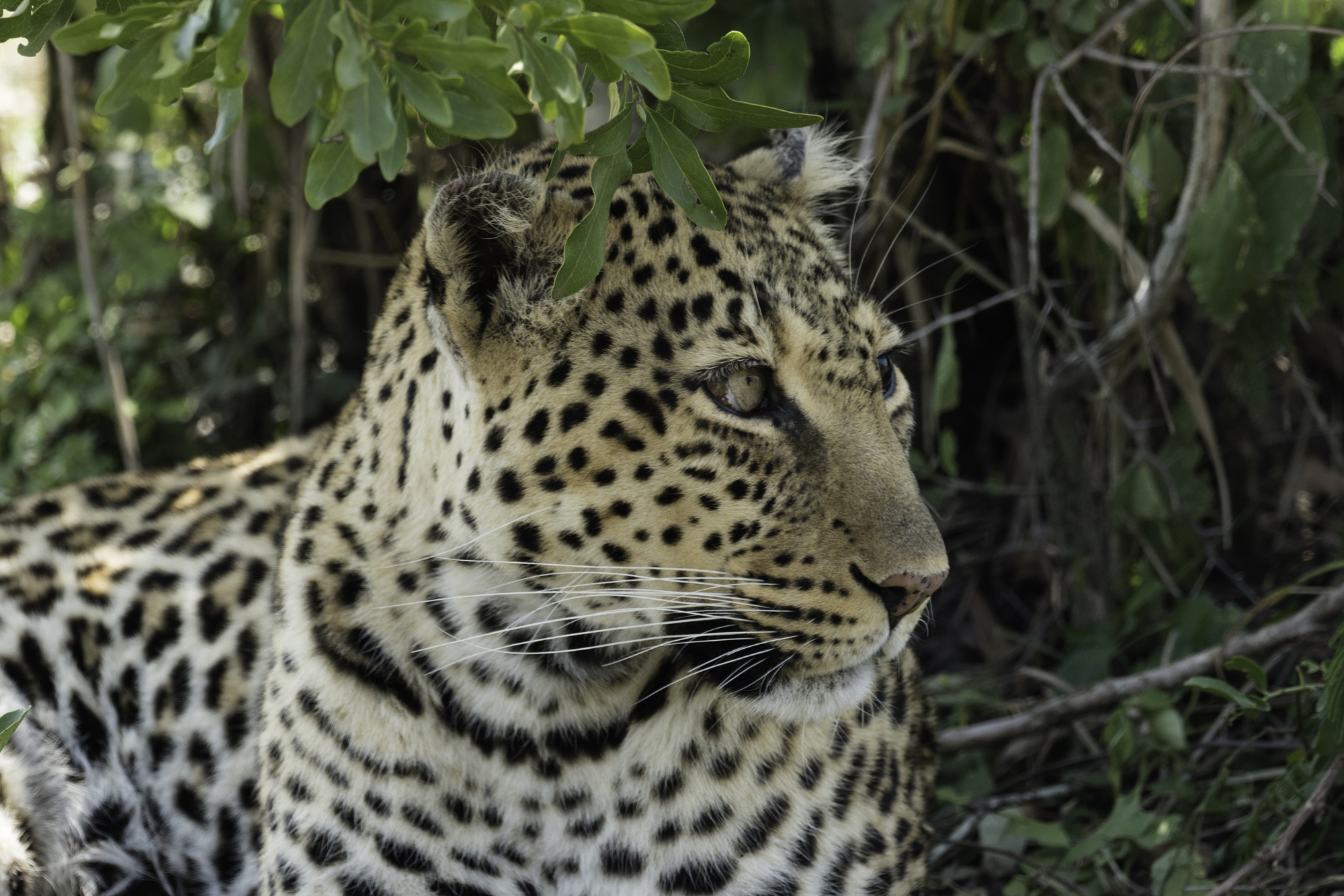 Leopard03.jpg