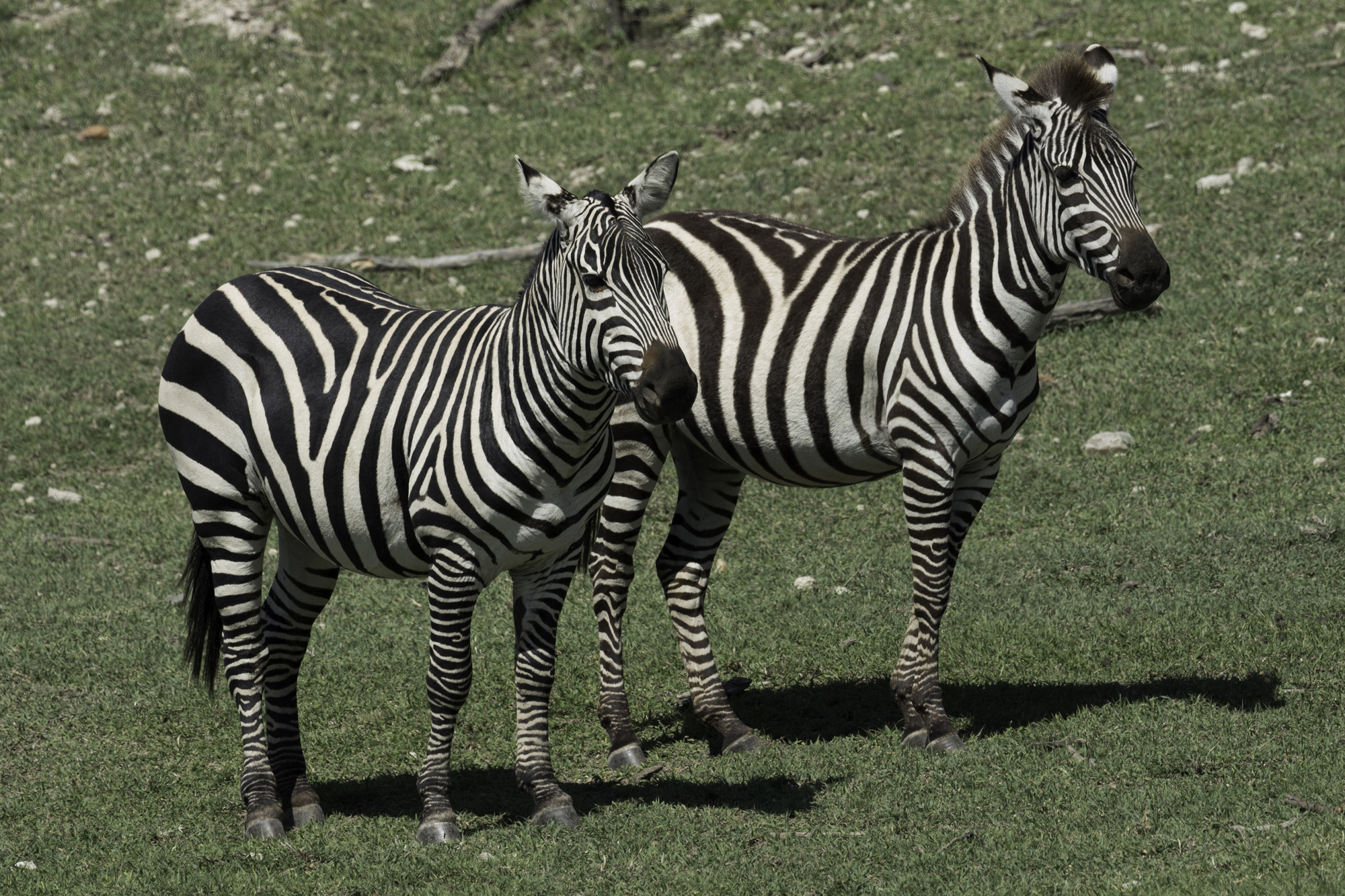 Zebra01.jpg