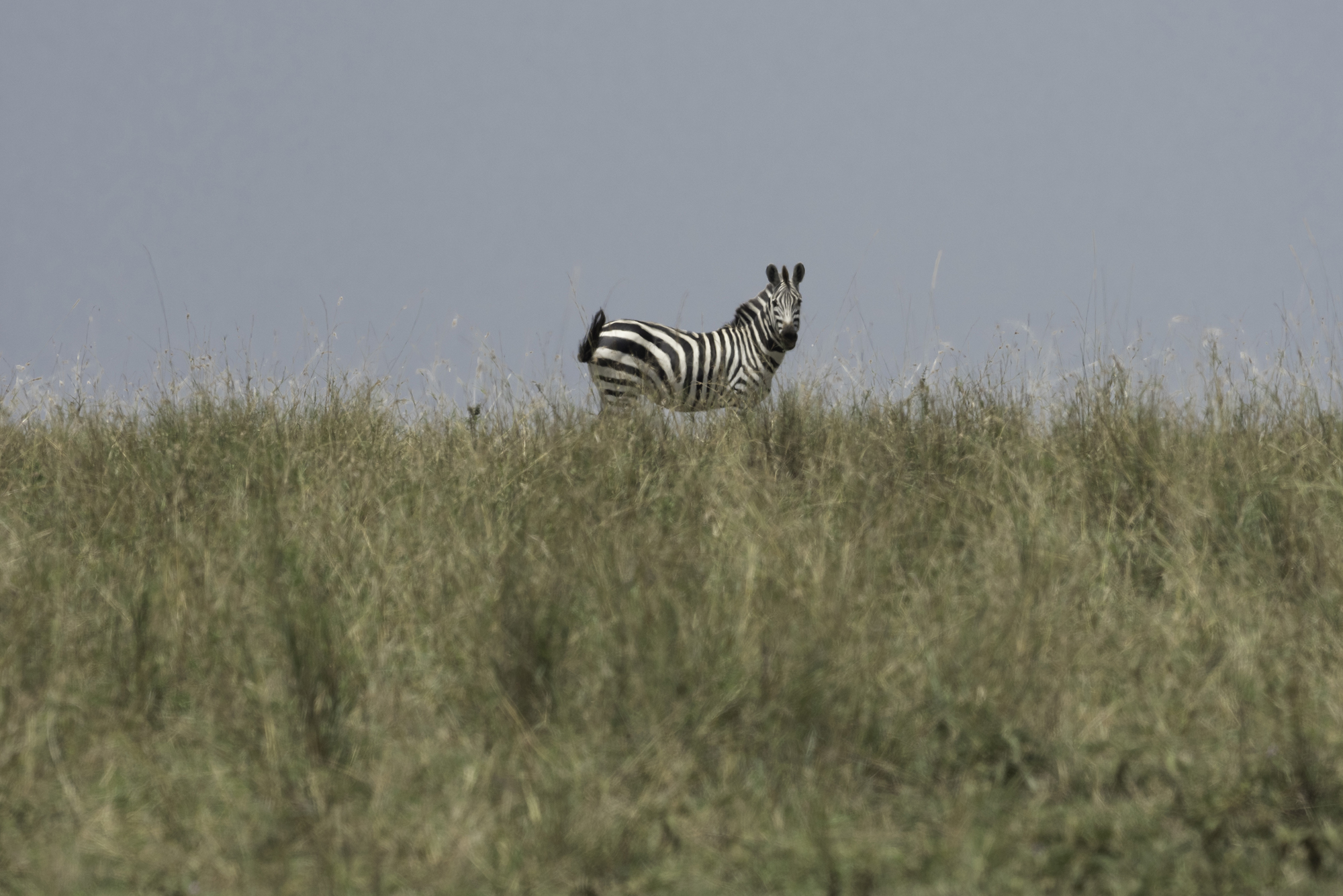 Zebra08.jpg