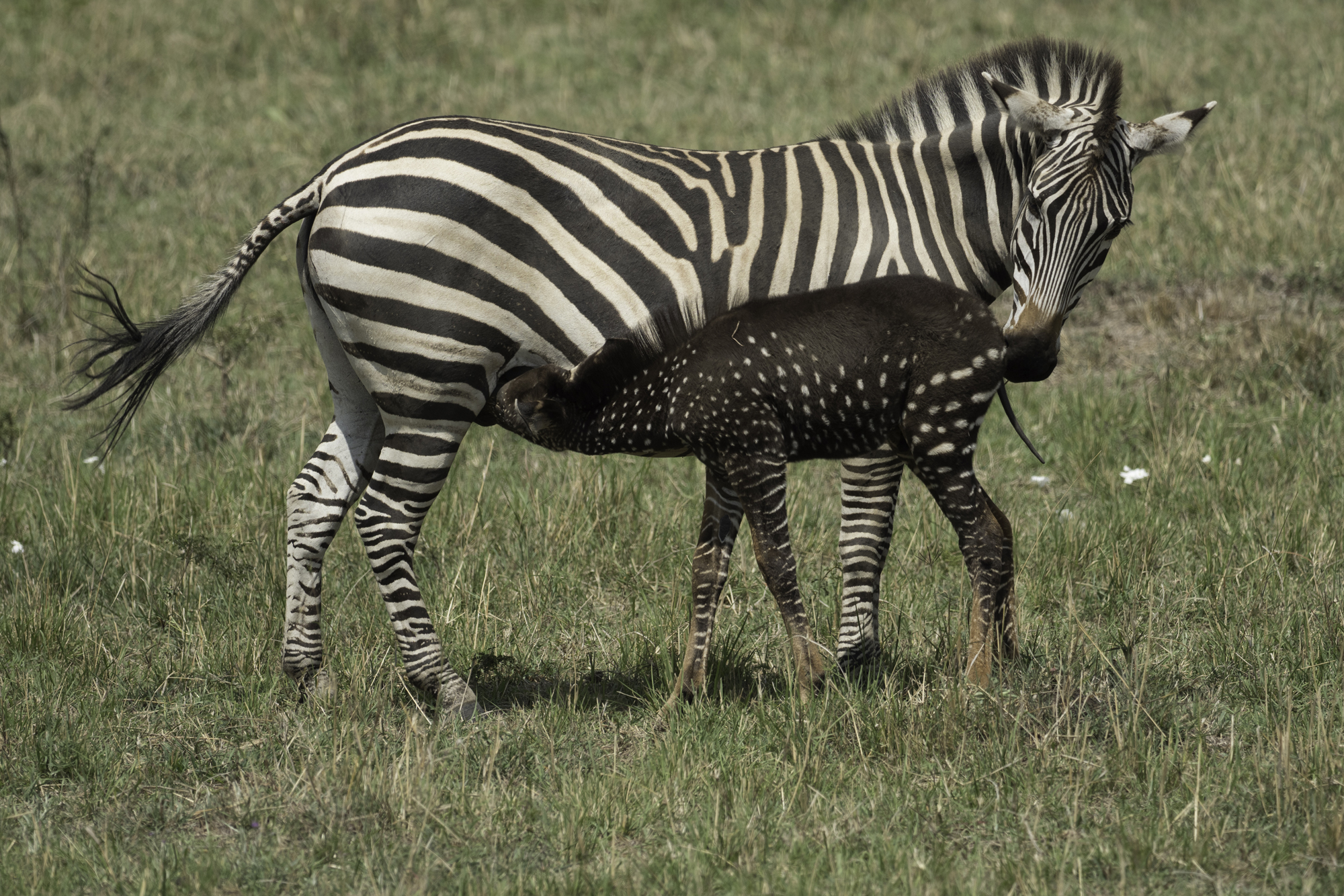Zebra13.jpg